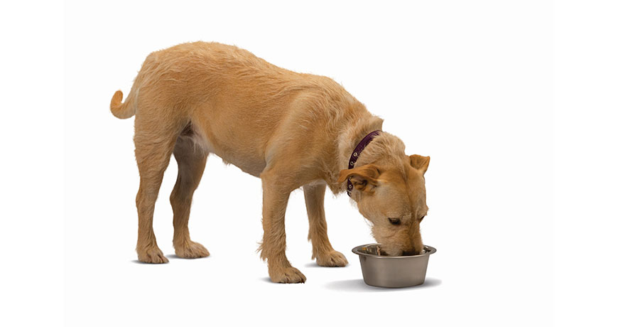 Manejo nutricional en mascotas